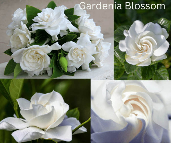 Gardenia Fragrance Oil at WCCS