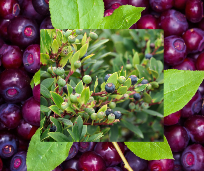 Wild Huckleberry Sugar Blossom