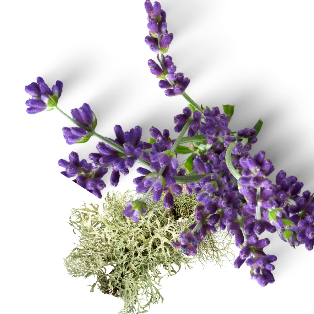 Oak moss + Lavender Fragrance Oil