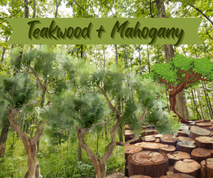 Teakwood + Mahogany fragrance oil