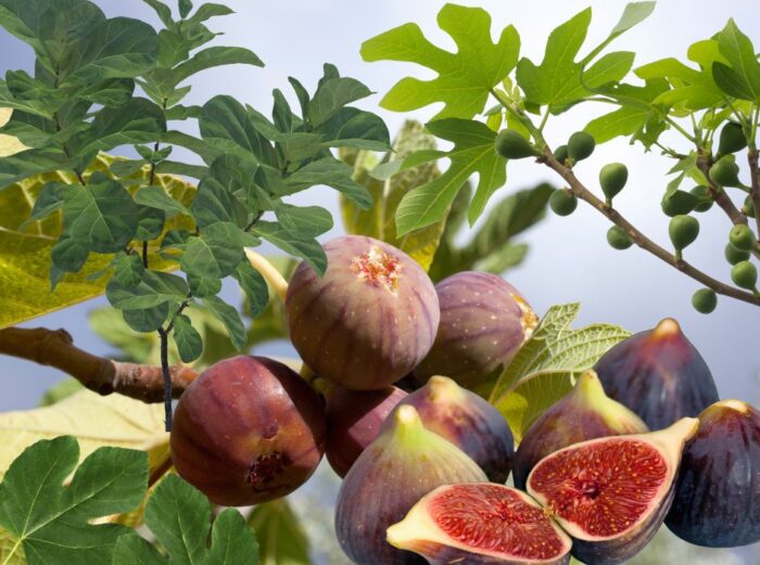Fig Amour