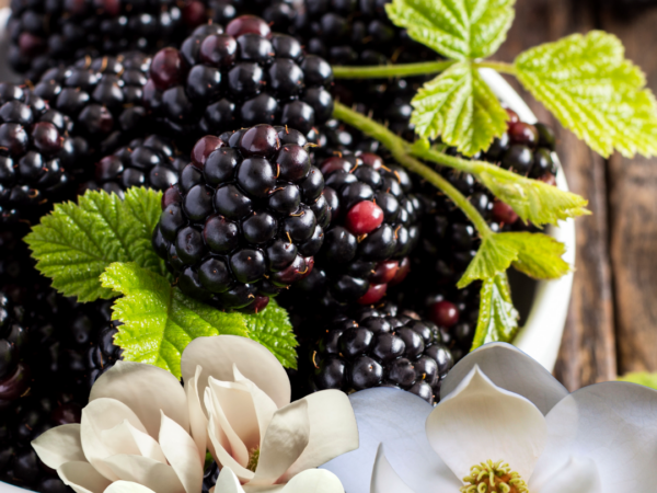 Blackberry Magnolia